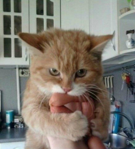 Хозяйственный котярка