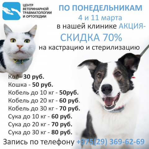 баннер ветклиника