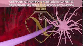 Отрывок обучающего видео