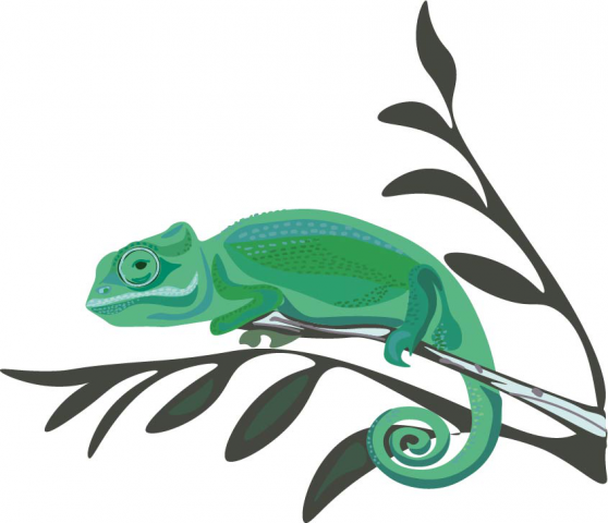 chameleon