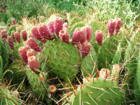 Плоды опунции созревают