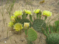 Авторские фотографии и текст про опунции в степях Астрахан. обл.