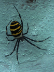Паук