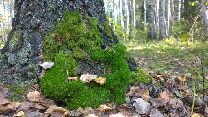 Новогодняя Сказка про Лешего