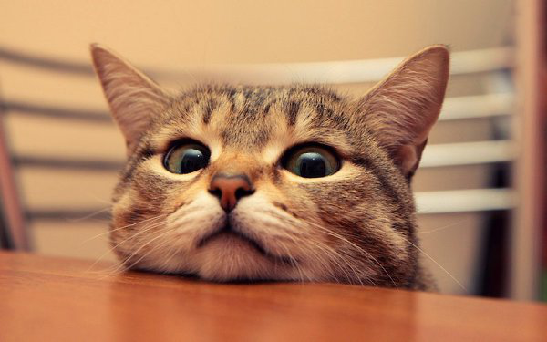 Монтаж Котиков