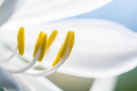 Парфюмированная вода LaNuitTresorLancome – аромат французского с