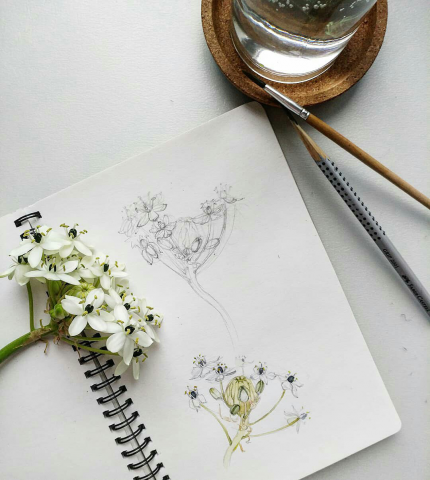 Ботаническая иллюстрация