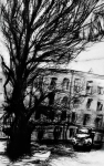 старое дерево