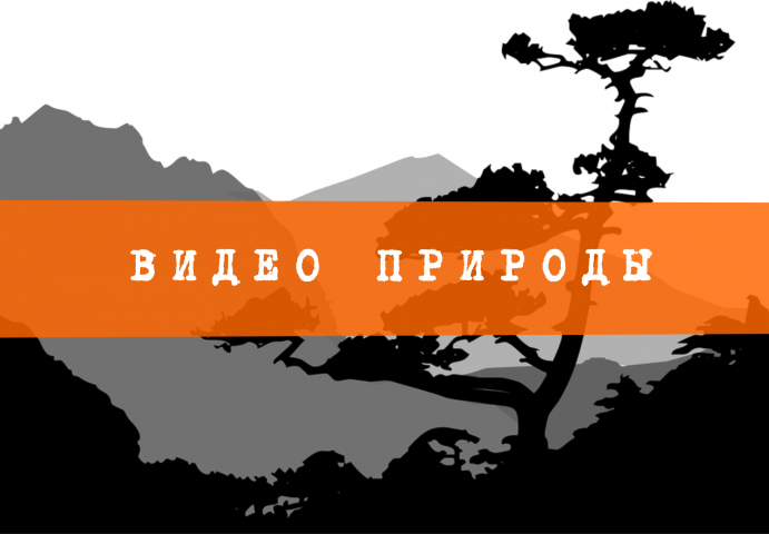 Видео природы