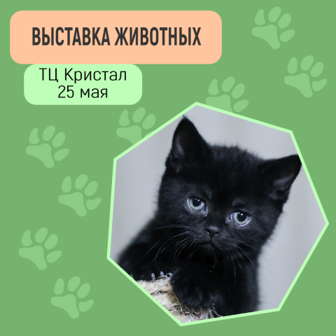Работа 3937018