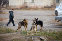 Бездомные собаки