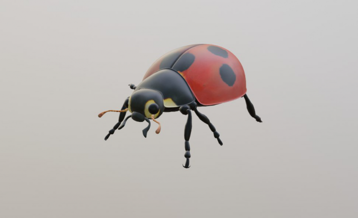 LadyBug