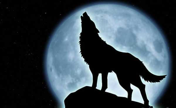 wolf