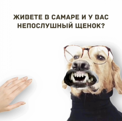 Реклама дрессировки собак
