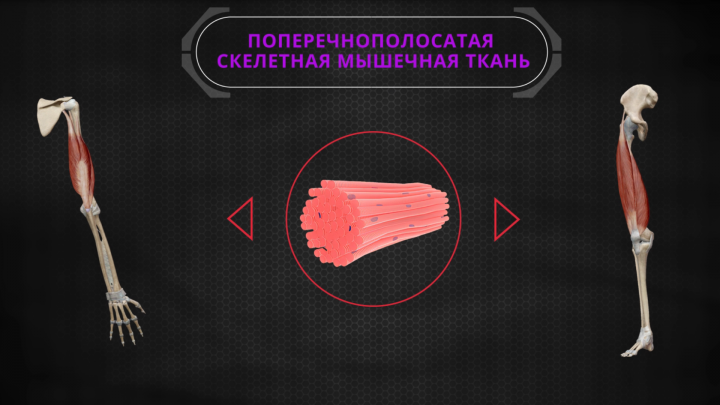 Обучающий курс "Общая анатомия"