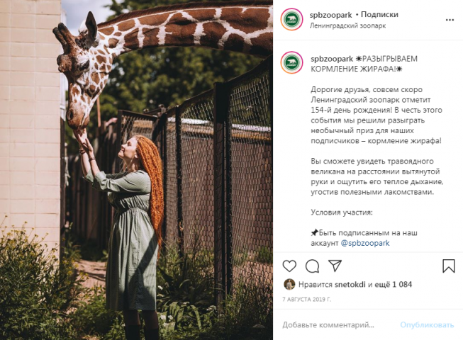 Розыгрыш кормления жирафа