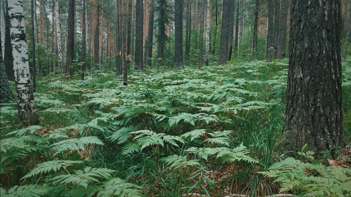 папоротник