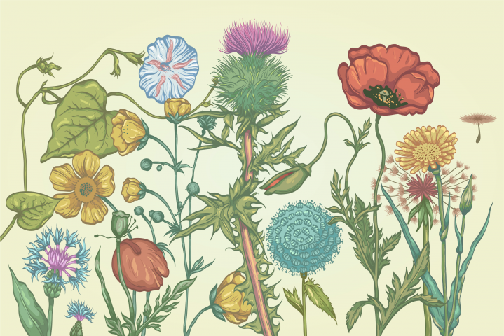 Plants
