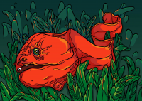 Moray eel