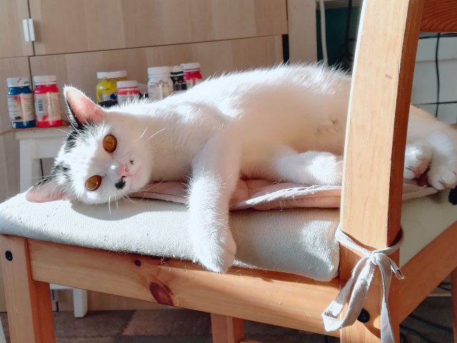 котяра