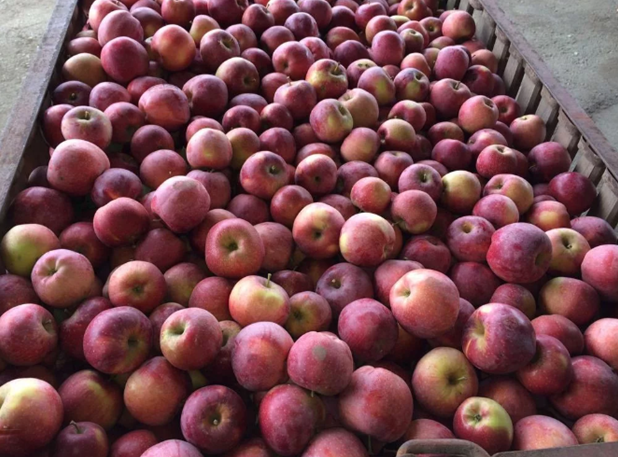 6-7 лидов в день для сайта продажи яблок оптом.