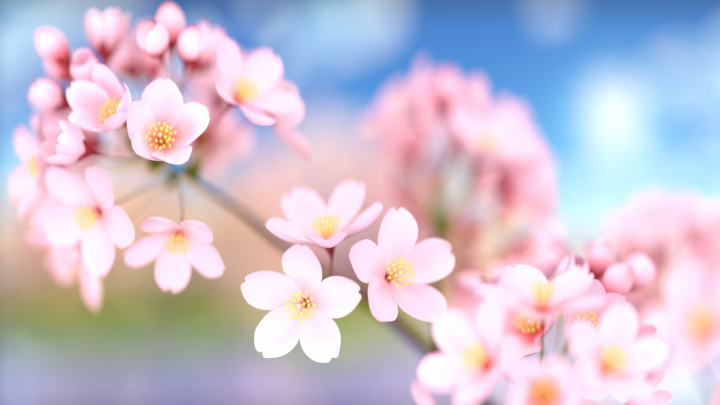 sakura