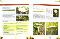 Грибы. Иллюстрированное руководство по сбору, переработке