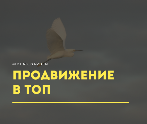 Сайт в ТОП