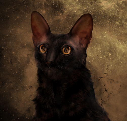 Черный кот