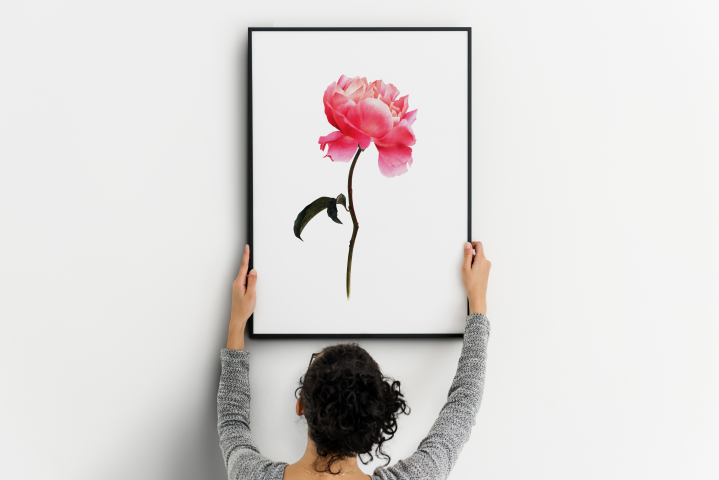 Watercolor botanical peony