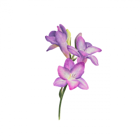 Waterolor freesia
