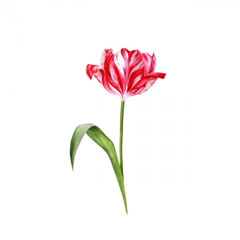 Waterolor tulip