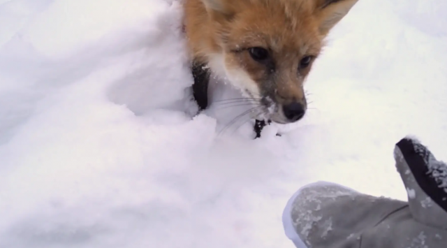 AFC концентрат