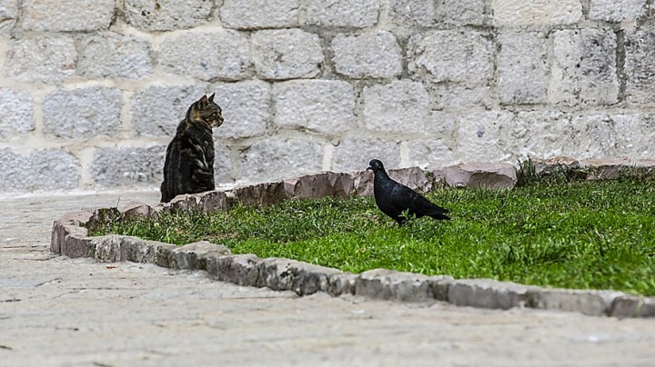 город КОТОР" еда...