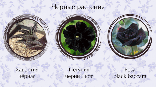 GIF-анимация к посту