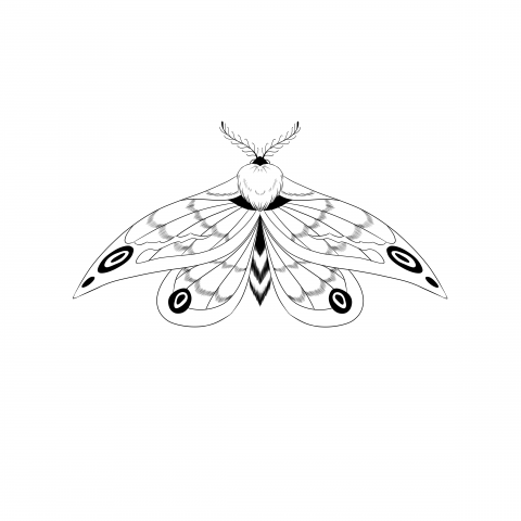 moth sketch 2