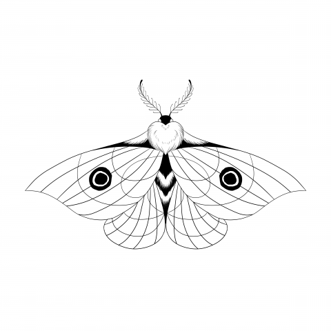 moth sketch