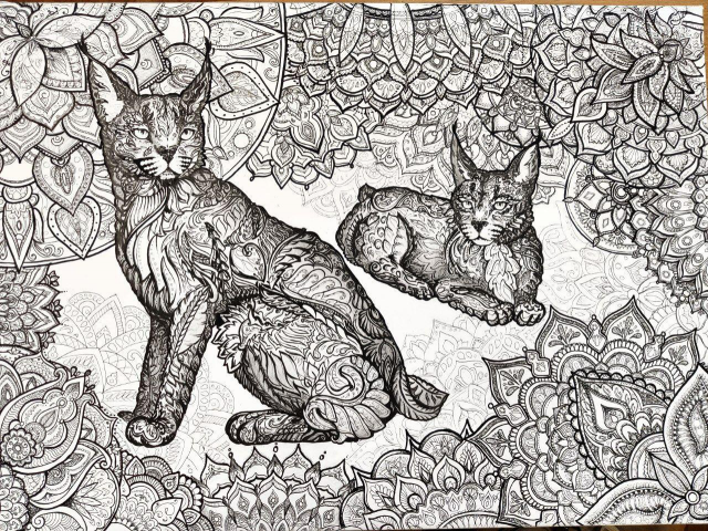 Caracal