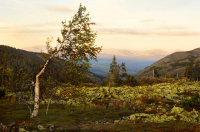 Кваркуш