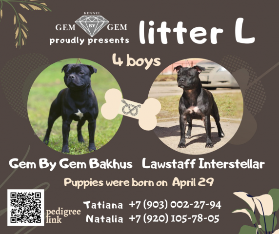 Объявление о продаже щенят