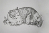 кошка