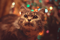 Работа 2868558