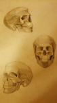Skulls