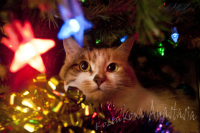 Работа 1598805