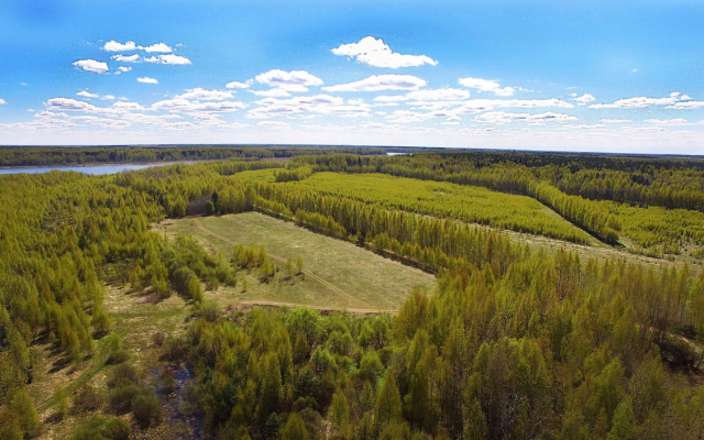 Лесной ландшафт