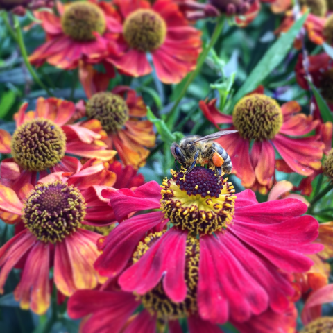 Сбор нектара