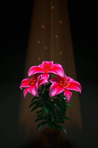 Lilies