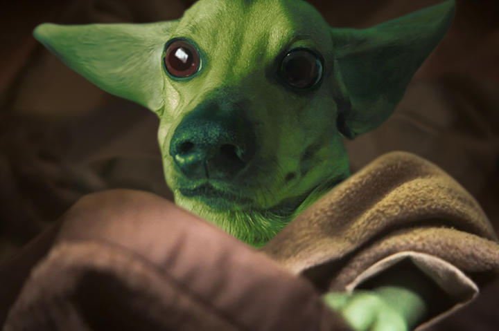 Baby Yoda style dog