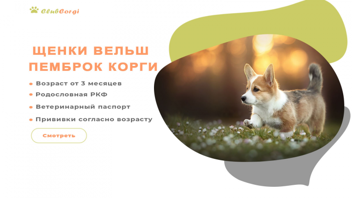 Корги