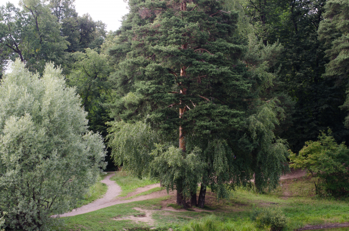 Лосиный остров